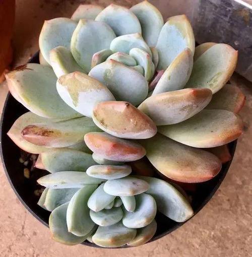 奶奶家的多肉摊大饼？夏天多肉摊大饼？-第5张图片-优品飞百科