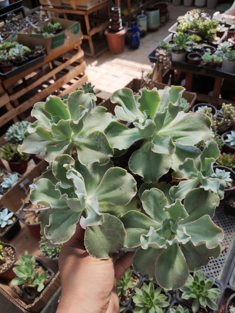 奶奶家的多肉摊大饼？夏天多肉摊大饼？-第6张图片-优品飞百科