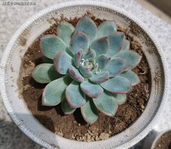 奶奶家的多肉摊大饼？夏天多肉摊大饼？-第7张图片-优品飞百科