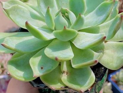 奶奶家的多肉摊大饼？夏天多肉摊大饼？-第8张图片-优品飞百科