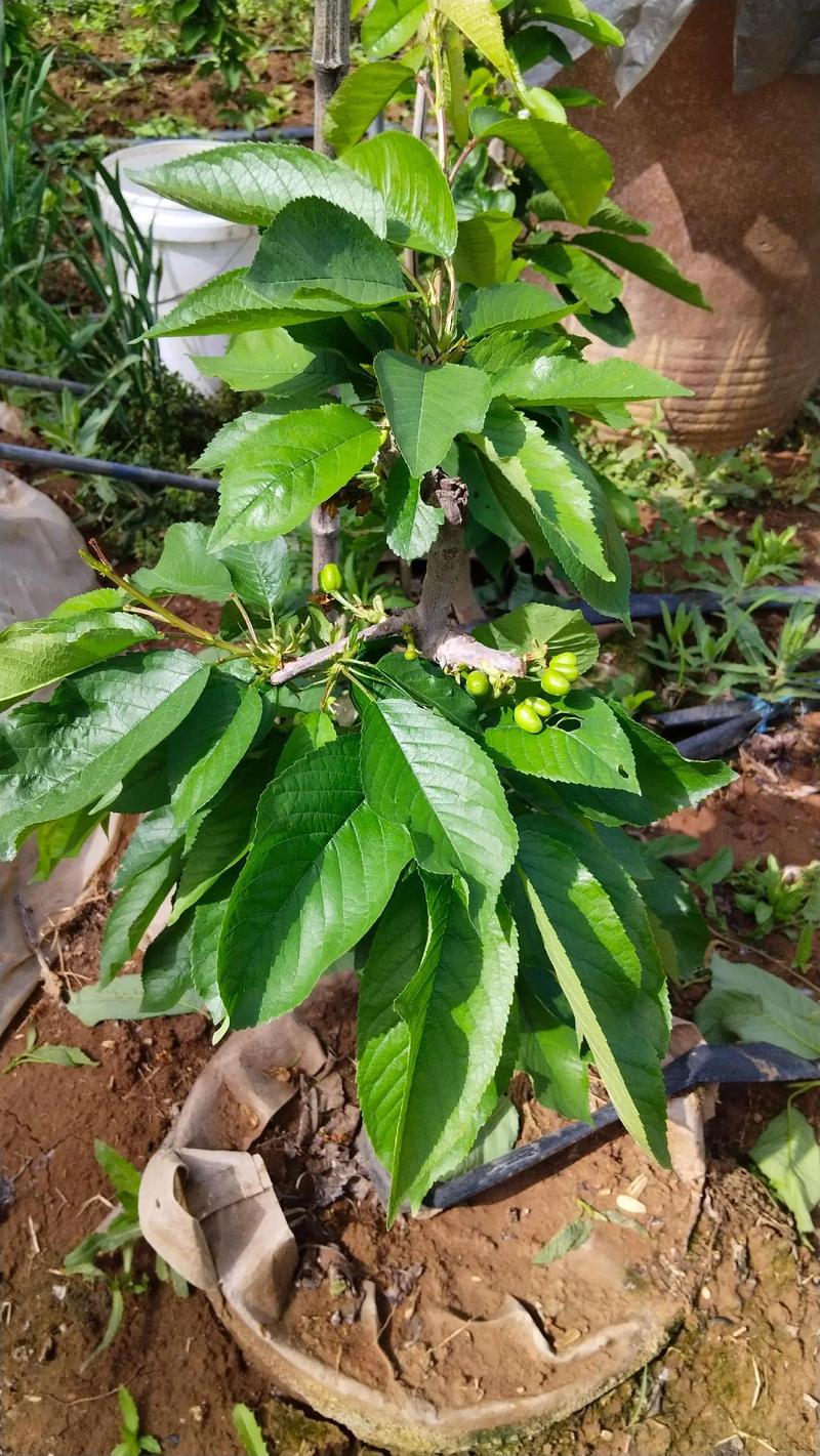 樱桃枝条能插活吗，樱桃枝能不能插活？