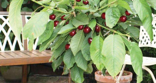 樱桃枝条能插活吗,樱桃枝能不能插活?-第2张图片-优品飞百科 樱桃枝条能插活吗,樱桃枝能不能插活?-第2张图片-优品飞百科