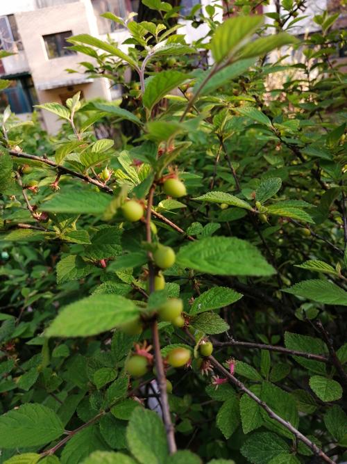 樱桃枝条能插活吗,樱桃枝能不能插活?-第3张图片-优品飞百科 樱桃枝条能插活吗,樱桃枝能不能插活?-第3张图片-优品飞百科