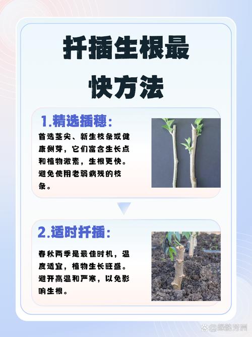 樱桃枝条能插活吗,樱桃枝能不能插活?-第4张图片-优品飞百科 樱桃枝条能插活吗,樱桃枝能不能插活?-第4张图片-优品飞百科