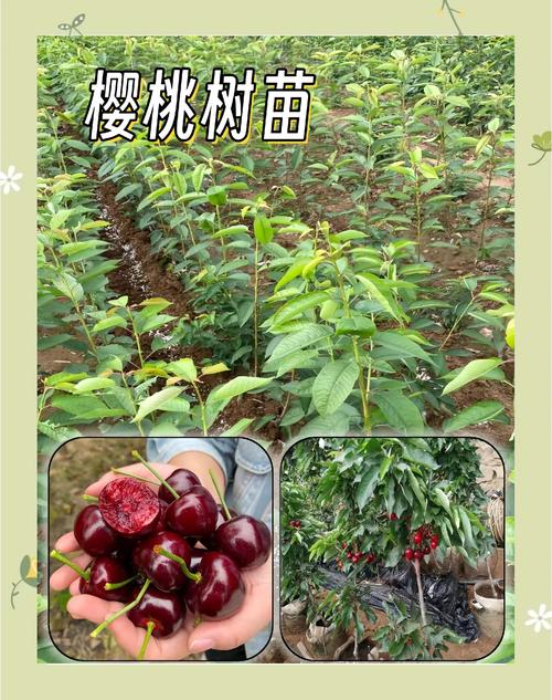 樱桃枝条能插活吗,樱桃枝能不能插活?-第5张图片-优品飞百科 樱桃枝条能插活吗,樱桃枝能不能插活?-第5张图片-优品飞百科