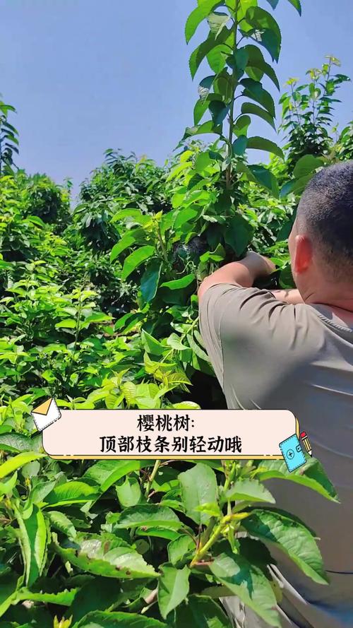 樱桃枝条能插活吗,樱桃枝能不能插活?-第6张图片-优品飞百科 樱桃枝条能插活吗,樱桃枝能不能插活?-第6张图片-优品飞百科