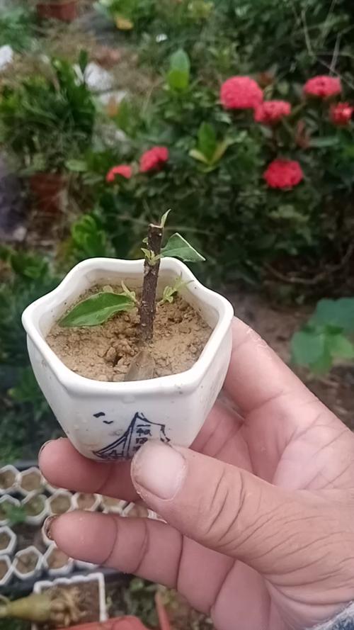 樱桃枝条能插活吗,樱桃枝能不能插活?-第7张图片-优品飞百科 樱桃枝条能插活吗,樱桃枝能不能插活?-第7张图片-优品飞百科