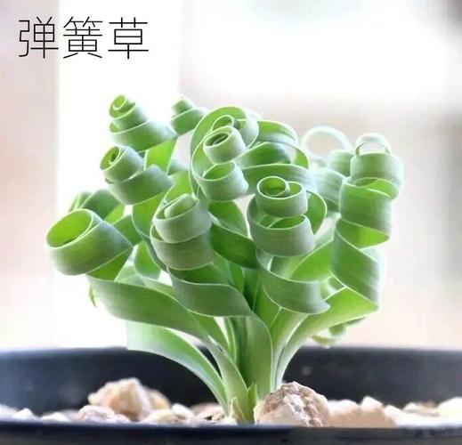 弹簧草一次浇多少水，弹簧草用深盆还是浅盆？