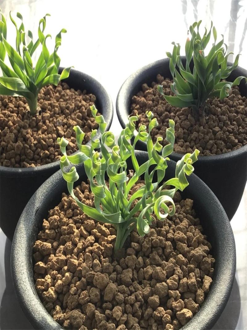 弹簧草一次浇多少水，弹簧草用深盆还是浅盆？-第3张图片-优品飞百科