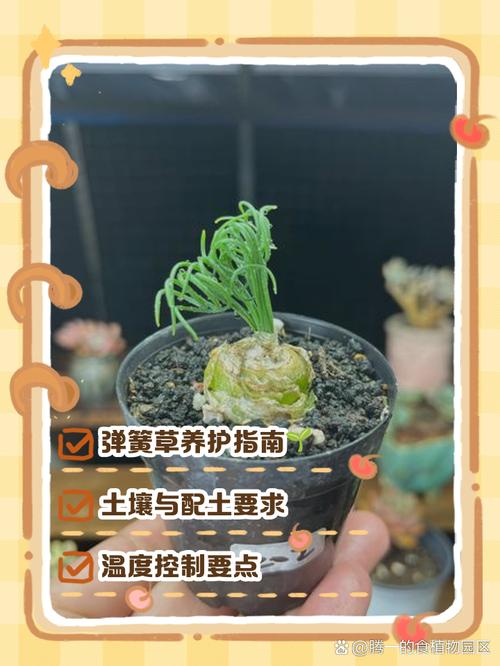 弹簧草一次浇多少水，弹簧草用深盆还是浅盆？-第4张图片-优品飞百科