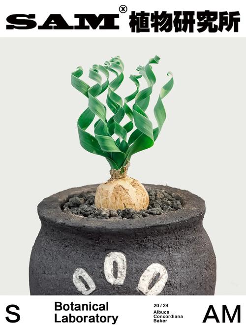 弹簧草一次浇多少水，弹簧草用深盆还是浅盆？-第5张图片-优品飞百科