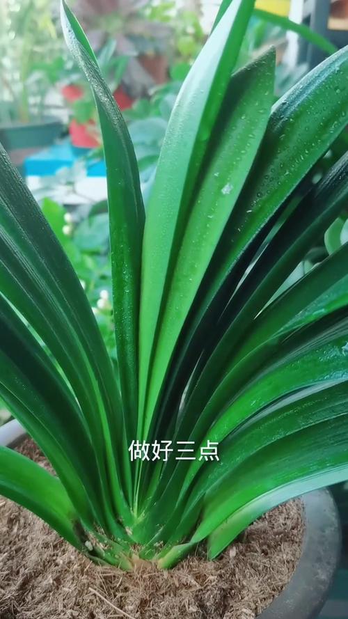 如何让君子兰多长新叶?怎样才能使君子兰长新叶?-第3张图片-优品飞百科 如何让君子兰多长新叶?怎样才能使君子兰长新叶?-第3张图片-优品飞百科