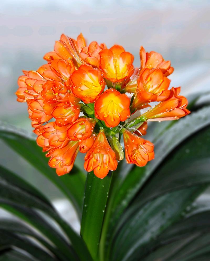 如何让君子兰多长新叶?怎样才能使君子兰长新叶?-第4张图片-优品飞百科 如何让君子兰多长新叶?怎样才能使君子兰长新叶?-第4张图片-优品飞百科