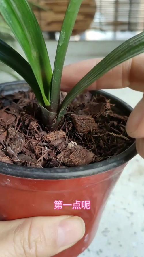 如何让君子兰多长新叶?怎样才能使君子兰长新叶?-第5张图片-优品飞百科 如何让君子兰多长新叶?怎样才能使君子兰长新叶?-第5张图片-优品飞百科