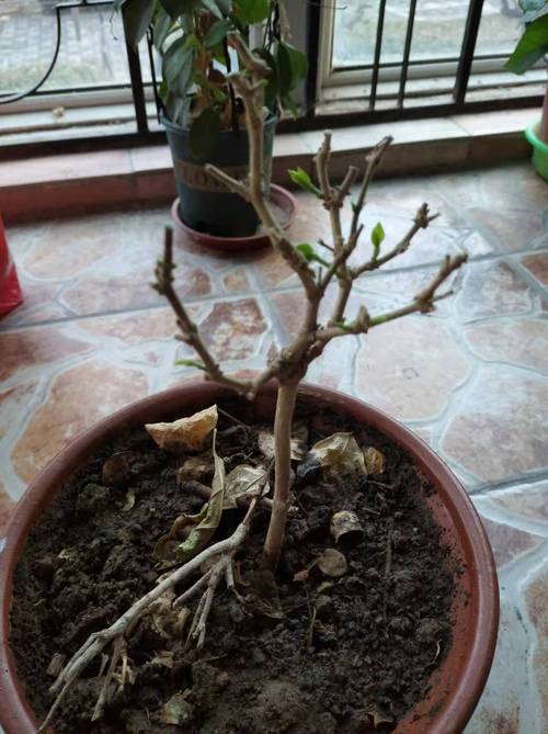 过期“零食”不要丢,过期不久的零食能吃吗-第2张图片-优品飞百科 过期“零食”不要丢,过期不久的零食能吃吗-第2张图片-优品飞百科