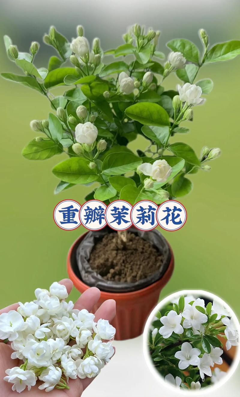 刚买回家的花应该怎么养,刚买回来的鲜花怎样养-第2张图片-优品飞百科 刚买回家的花应该怎么养,刚买回来的鲜花怎样养-第2张图片-优品飞百科