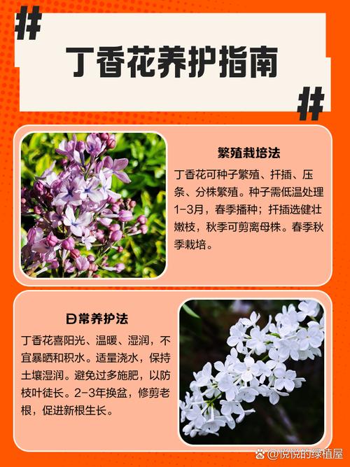 刚买回家的花应该怎么养,刚买回来的鲜花怎样养-第3张图片-优品飞百科 刚买回家的花应该怎么养,刚买回来的鲜花怎样养-第3张图片-优品飞百科