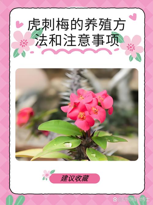 刚买回家的花应该怎么养,刚买回来的鲜花怎样养-第4张图片-优品飞百科 刚买回家的花应该怎么养,刚买回来的鲜花怎样养-第4张图片-优品飞百科