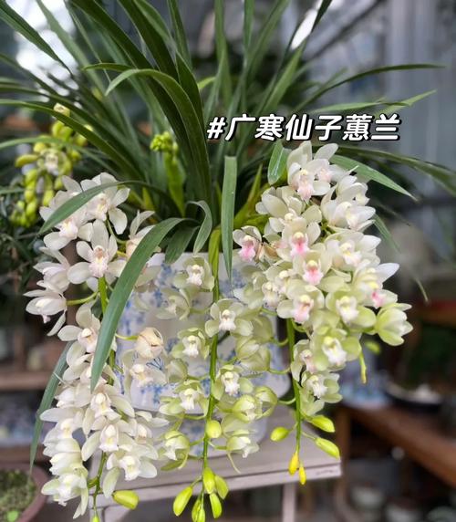 刚买回家的花应该怎么养,刚买回来的鲜花怎样养-第5张图片-优品飞百科 刚买回家的花应该怎么养,刚买回来的鲜花怎样养-第5张图片-优品飞百科