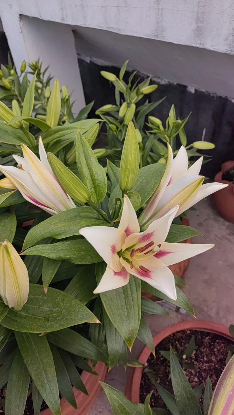 美女樱怎么养能爆盆，美女樱的养护方法和注意事项？