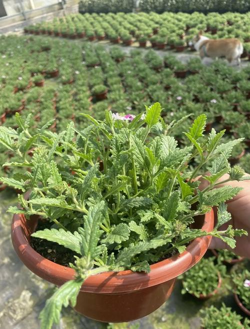 美女樱怎么养能爆盆,美女樱的养护方法和注意事项?-第2张图片-优品飞百科 美女樱怎么养能爆盆,美女樱的养护方法和注意事项?-第2张图片-优品飞百科