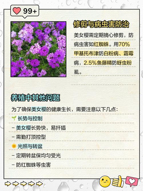 美女樱怎么养能爆盆,美女樱的养护方法和注意事项?-第4张图片-优品飞百科 美女樱怎么养能爆盆,美女樱的养护方法和注意事项?-第4张图片-优品飞百科