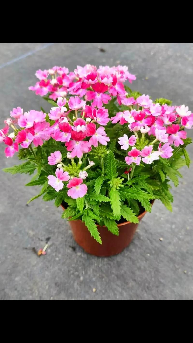 美女樱怎么养能爆盆,美女樱的养护方法和注意事项?-第5张图片-优品飞百科 美女樱怎么养能爆盆,美女樱的养护方法和注意事项?-第5张图片-优品飞百科