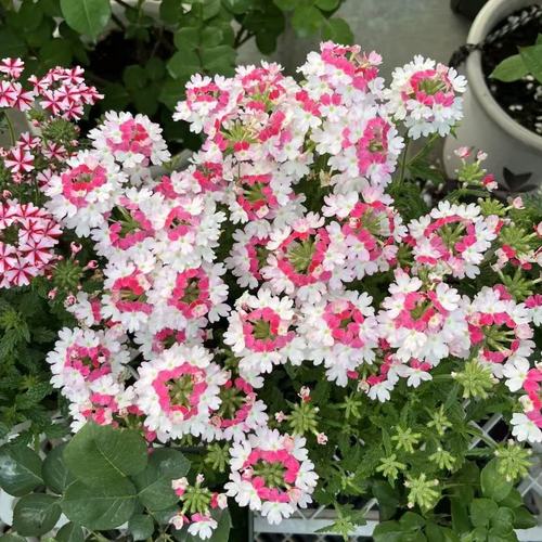 美女樱怎么养能爆盆,美女樱的养护方法和注意事项?-第6张图片-优品飞百科 美女樱怎么养能爆盆,美女樱的养护方法和注意事项?-第6张图片-优品飞百科