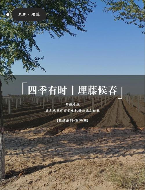 南方葡萄如何不休眠，南方大棚葡萄如何休眠冬眠