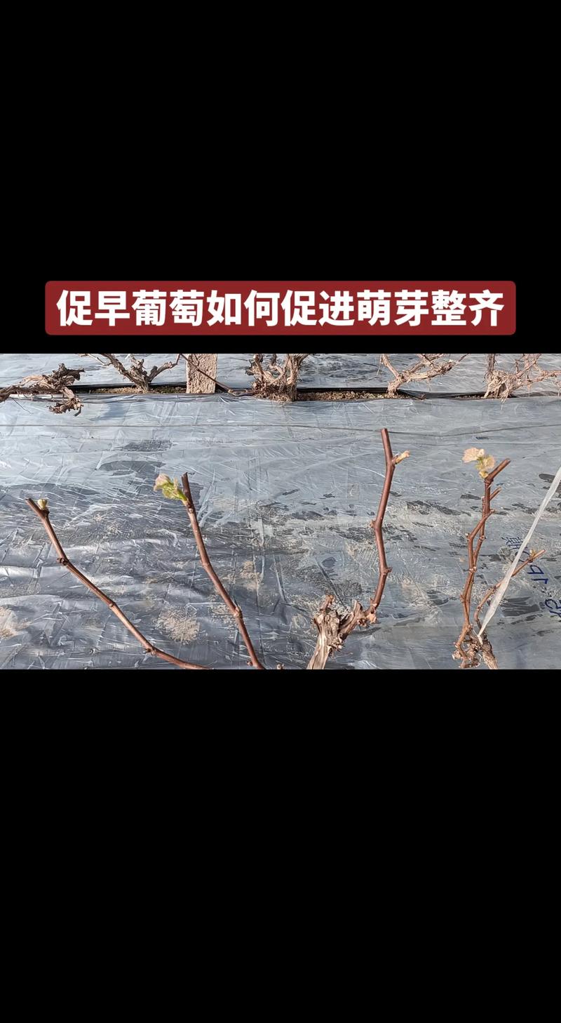南方葡萄如何不休眠，南方大棚葡萄如何休眠冬眠-第2张图片-优品飞百科