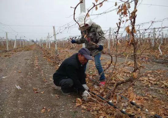 南方葡萄如何不休眠，南方大棚葡萄如何休眠冬眠-第4张图片-优品飞百科