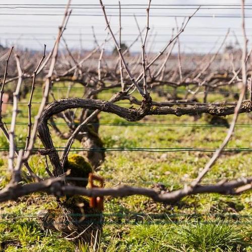 南方葡萄如何不休眠，南方大棚葡萄如何休眠冬眠-第5张图片-优品飞百科