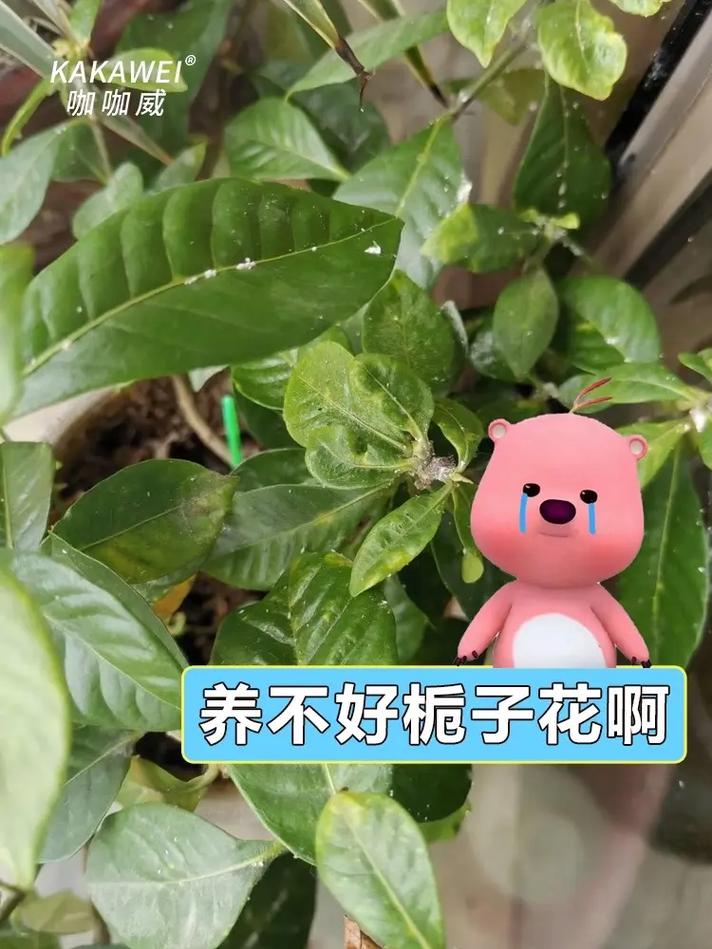 栀子花刚种怎么浇水？栀子花刚种怎么浇水视频？-第3张图片-优品飞百科