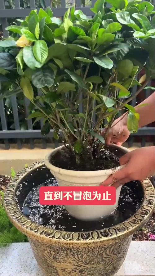 栀子花刚种怎么浇水？栀子花刚种怎么浇水视频？-第4张图片-优品飞百科
