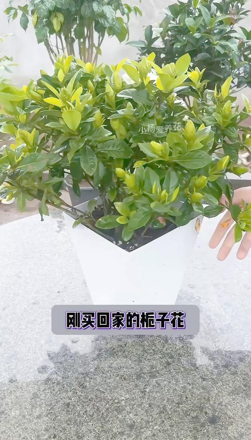 栀子花刚种怎么浇水？栀子花刚种怎么浇水视频？-第5张图片-优品飞百科