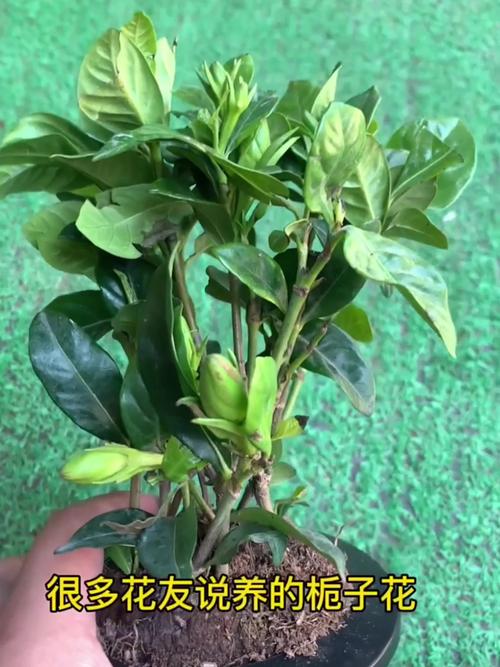 栀子花刚种怎么浇水？栀子花刚种怎么浇水视频？-第6张图片-优品飞百科