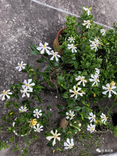 栀子花刚种怎么浇水？栀子花刚种怎么浇水视频？-第7张图片-优品飞百科