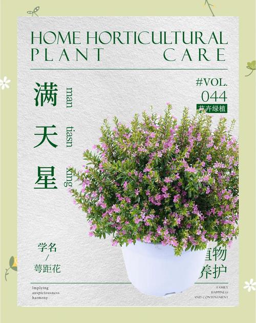 满天星种植时间，满天星种植的时间