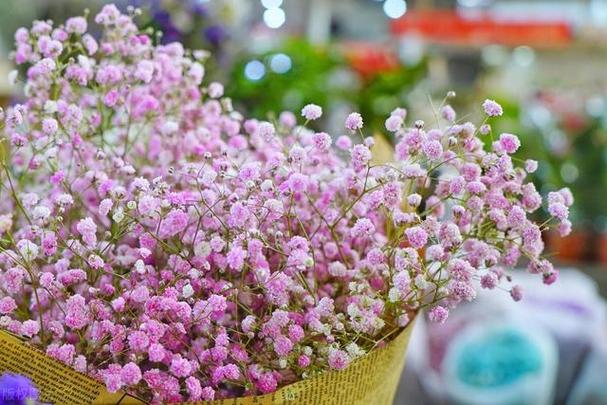 满天星种植时间，满天星种植的时间-第4张图片-优品飞百科