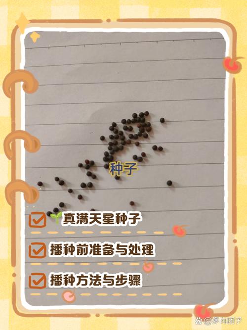 满天星种植时间，满天星种植的时间-第5张图片-优品飞百科