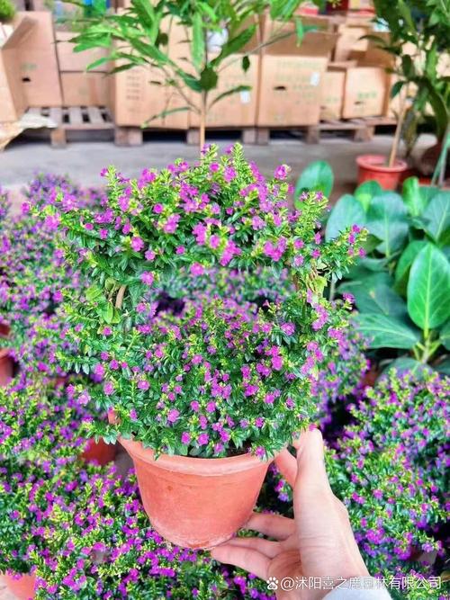 满天星种植时间，满天星种植的时间-第7张图片-优品飞百科