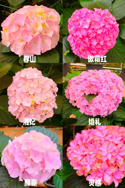 绣球鲜切花怎么养，绣球鲜切花花期有多长？-第1张图片-优品飞百科