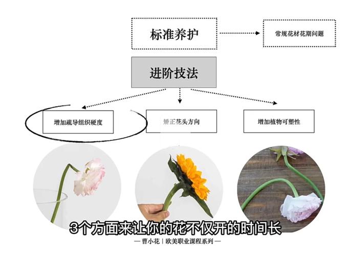 绣球鲜切花怎么养，绣球鲜切花花期有多长？-第2张图片-优品飞百科