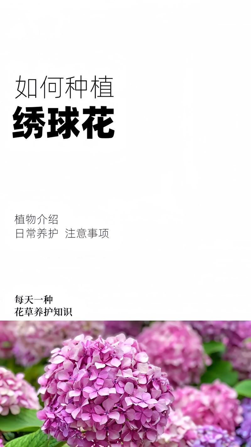 绣球鲜切花怎么养，绣球鲜切花花期有多长？-第5张图片-优品飞百科