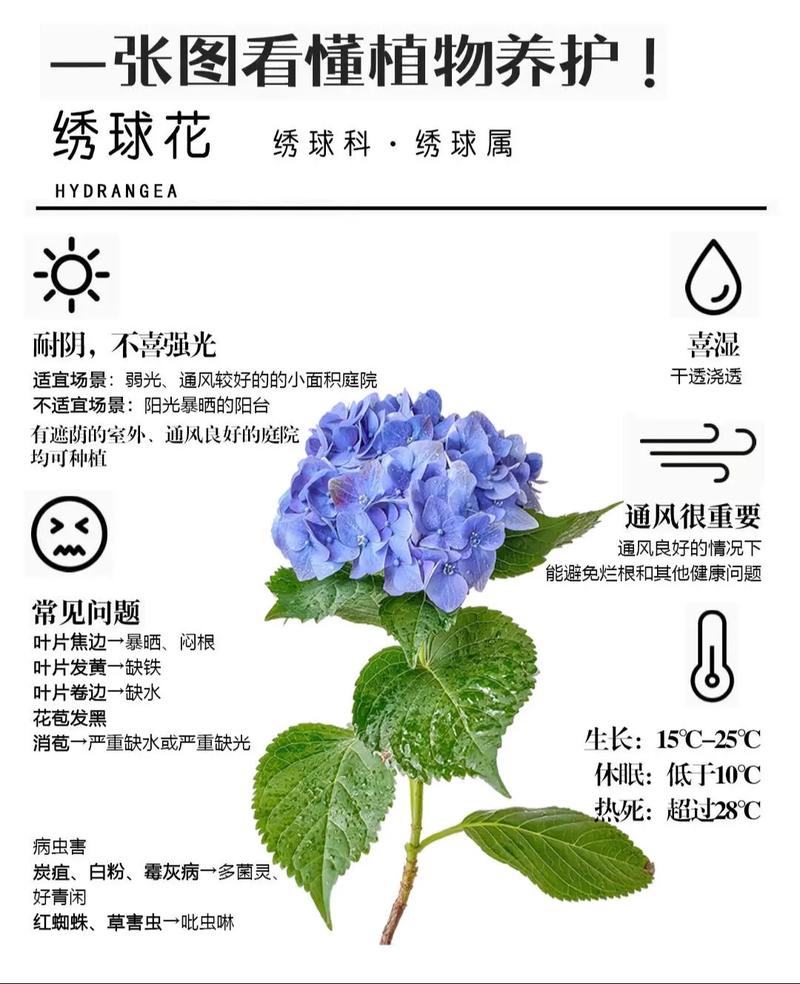 绣球鲜切花怎么养，绣球鲜切花花期有多长？-第7张图片-优品飞百科