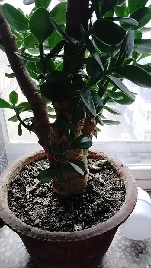 万年青的繁殖方法？万年青的繁殖方法是什么?？