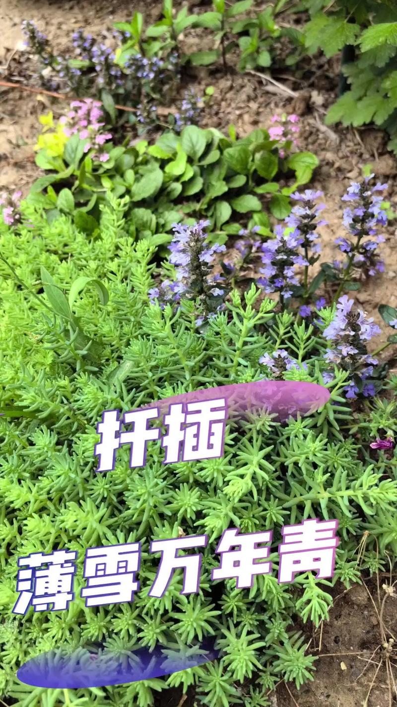 万年青的繁殖方法？万年青的繁殖方法是什么?？-第2张图片-优品飞百科