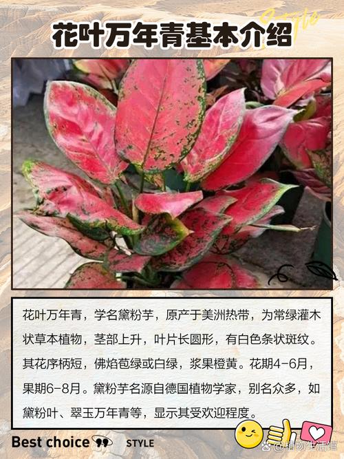 万年青的繁殖方法？万年青的繁殖方法是什么?？-第4张图片-优品飞百科