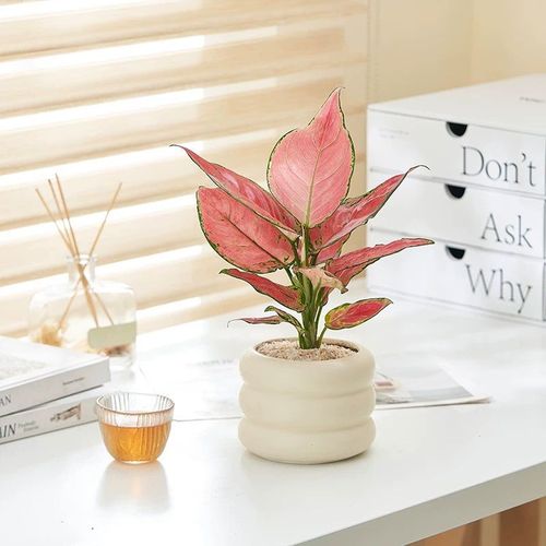 万年青的繁殖方法？万年青的繁殖方法是什么?？-第5张图片-优品飞百科