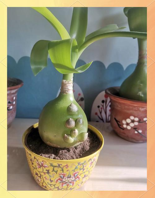 万年青的繁殖方法？万年青的繁殖方法是什么?？-第6张图片-优品飞百科